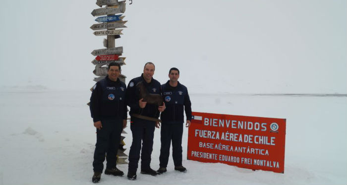 Estatuilla del Caballo Chileno dice presente en la Antártica