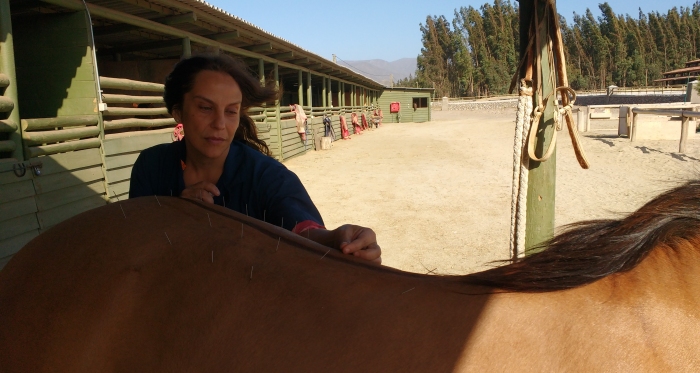 La acupuntura, una potente herramienta para el bienestar de los caballos