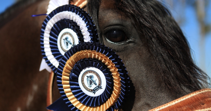 Asociación Petorca prepara su exposición abierta de caballos chilenos