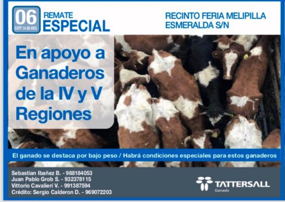 Remate de animales afectados por la sequía se realizará este viernes en Melipilla