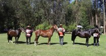 Asociación Melipilla abre el año con exposición de caballos chilenos