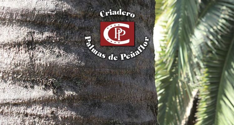 Criadero Palmas de Peñaflor realizará atractiva venta privada