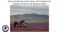 Corraleros y criadores de Atacama tienen remate de montas solidario