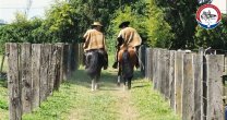 Retorno del Rodeo: Una mirada al trabajo en el Criadero On Chejo