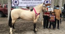 Socios de la Asociación Colchagua organizaron una linda muestra de caballos chilenos