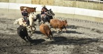 Bío Bío disfrutó con entretenida competencia de aparta de ganado en Los Angeles