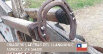 Criadero Laderas del Llanquihue sale a remate con destacados ejemplares