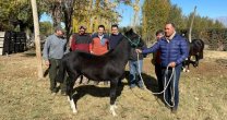 SOFO realizó filiación de Caballos Raza Chilena en la Provincia de Mendoza