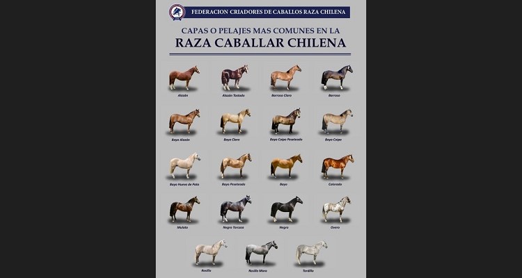 Comisión Técnica entregó póster de pelajes más comunes en Raza Caballar Chilena