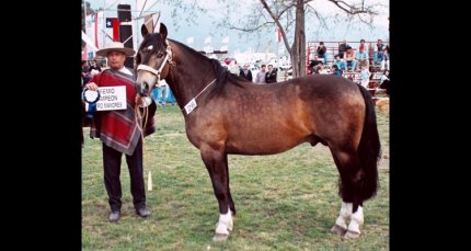 Murió el Malulo, una leyenda de la raza caballar chilena y el rodeo